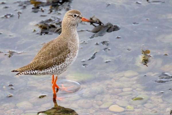A Reshank at the shoreline in Dungarvan Harbour, County Waterford, Ireland