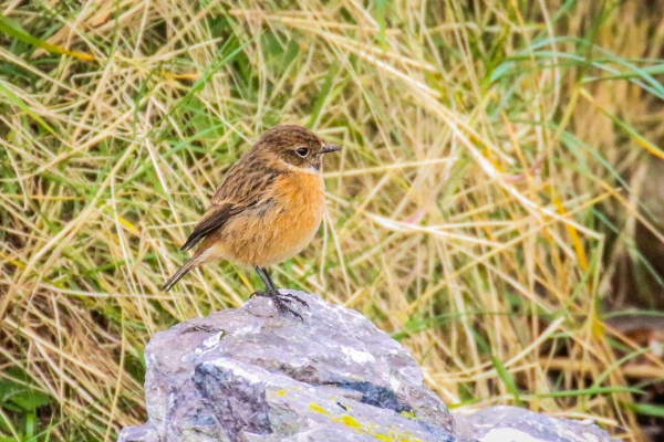 A Stonechat stands on a rock at the back of Abbeyside Strand, Dungarvan, County Waterford