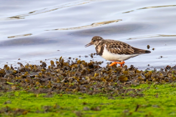 A Turnstone forages in seaweed at low tide, Dungarvan, County Waterford