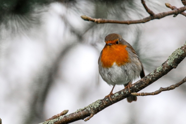 A Robin perched on a branch at Walton PArk, Dungarvan, County Waterford