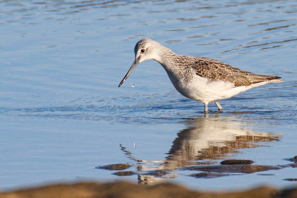 A Greenshank searching for food on the shoreline at Baldoyle, Dublin, Ireland