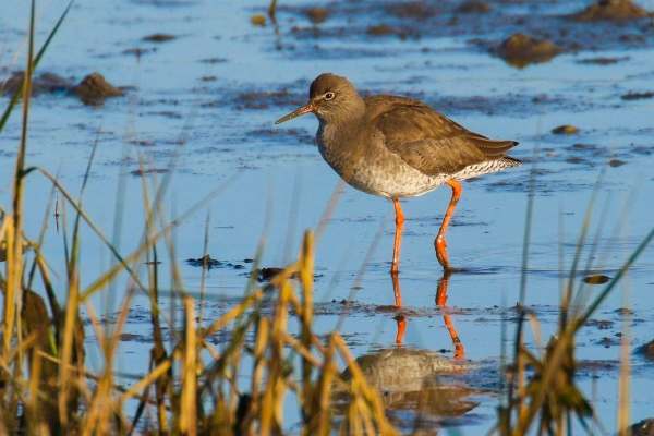 A Redshank foraging along the shoreline at Baldoyle, Dublin, Ireland