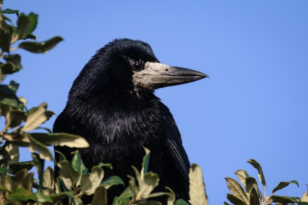 A Rook against a blue sky at Baldoyle, County Dublin, Ireland