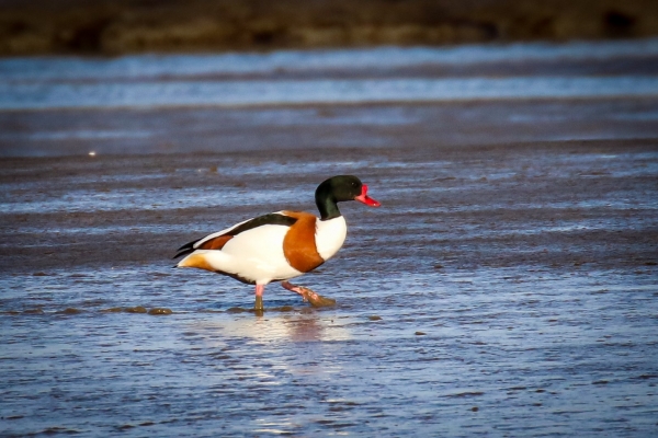 A Shellduck walks in the mudflats at Baldoyle, Dublin, Ireland