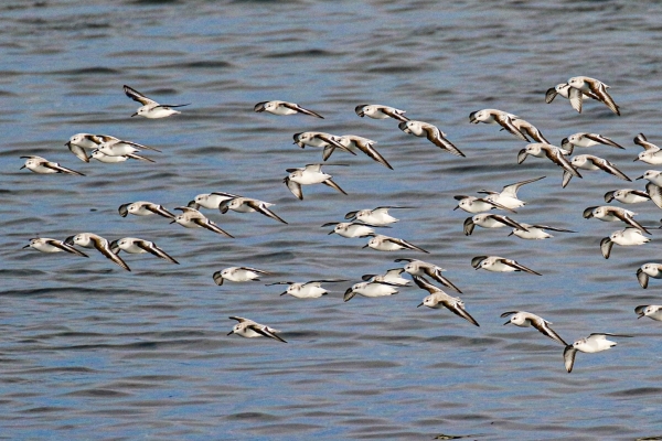 A Flock of about 50 Sanderlings fly oblong Shelley Beach, Dublin