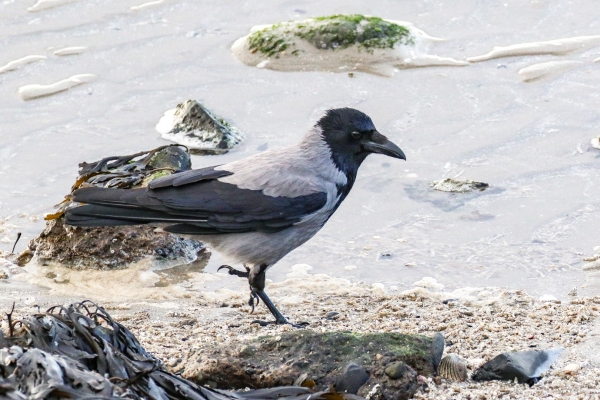 A Hooded Crow searching for food on Shelly Banks Beach, Dublin