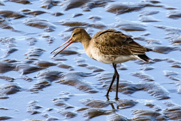 A Black Tailed Godwit on the beach at low tide at Shelley Banks, Dublin