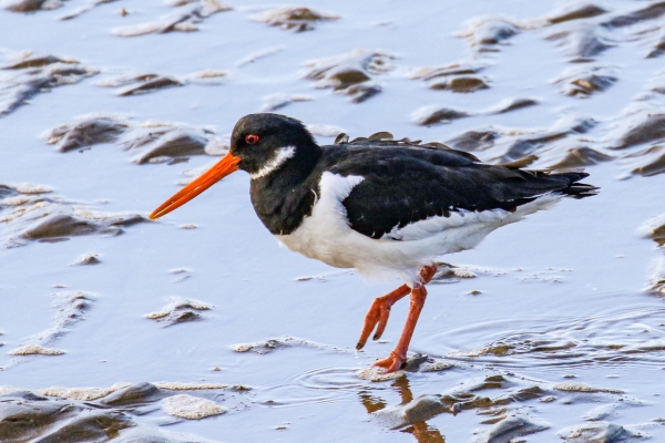 An Oystercatcher on the beach at Shelley Banks, Dublin