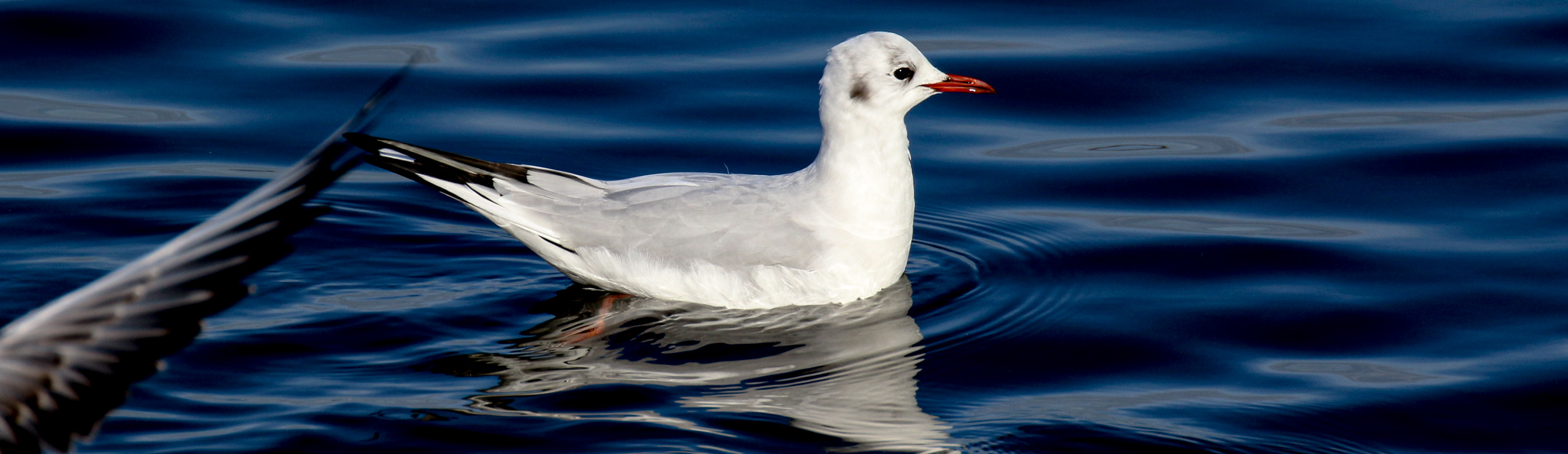 Black Headed Gull swimming just offshore at Shelley Banks, Dublin, Ireland