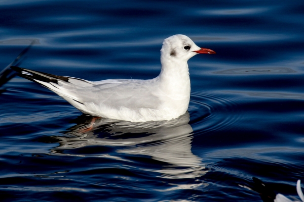A Black Headed Gull swims just offshore at shelly banks beach, dublin
