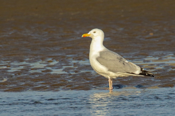 A Herring Gull in shallow water at Sherries South Beach, Dublin