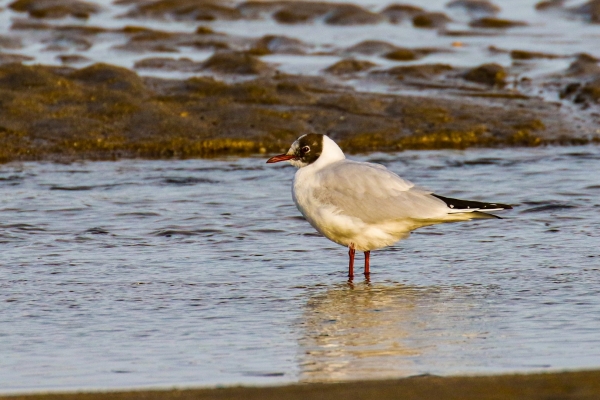 A Black Headed Gull at low tide on Skerries South Beach, Dublin