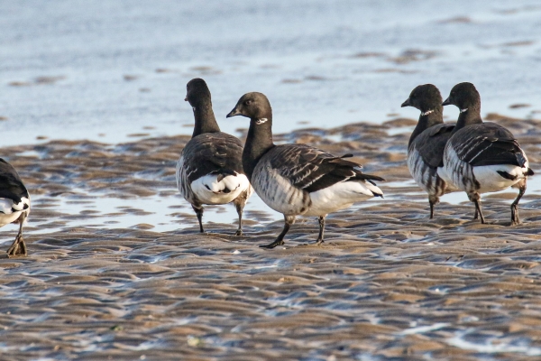 Brent Geese at Sherries South Beach, Dublin