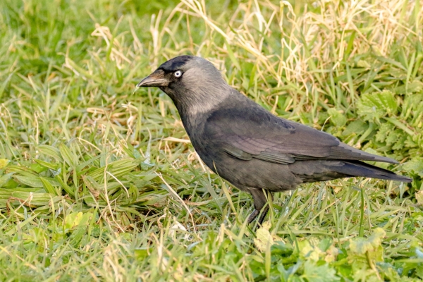 A Jackdaw in the grass at the back of Skerries South Beach, County Dublin