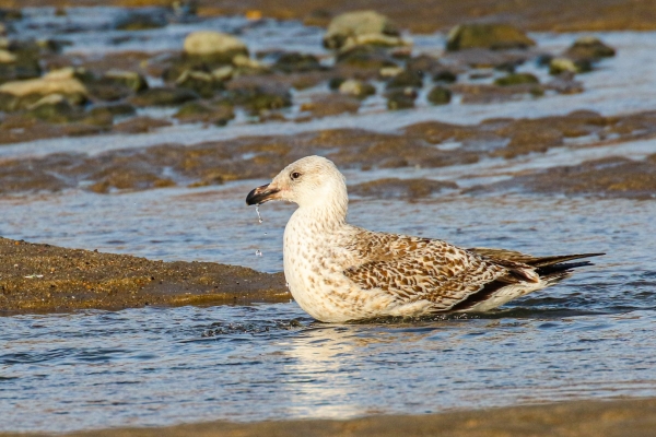 A Juvenile Great Black Backed Gull at Skerries South Beach, Dublin