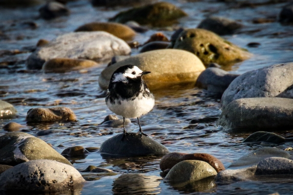 A Pied Wagtail in shallow water at Sherries South Beach, Dublin