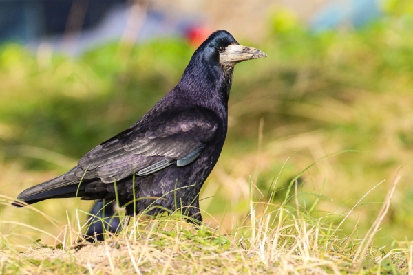 A Rook in the dunes at the back of Sherries South Beach, Dublin