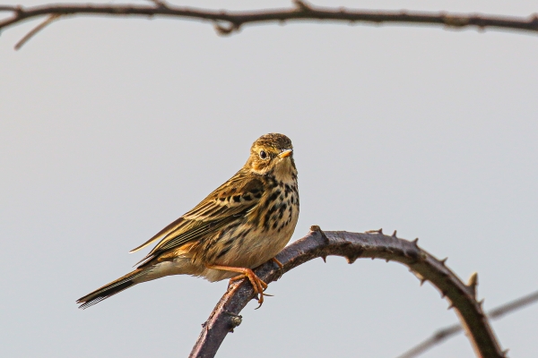 A Meadow Pipit at Skerries South Beach, Dublin