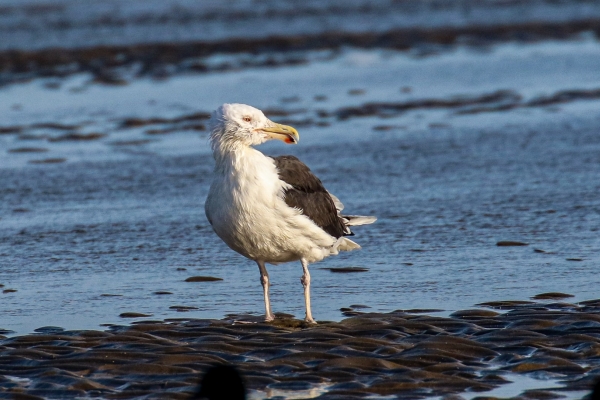 A Great Black Backed Gull at Sherries South Beach, Dublin