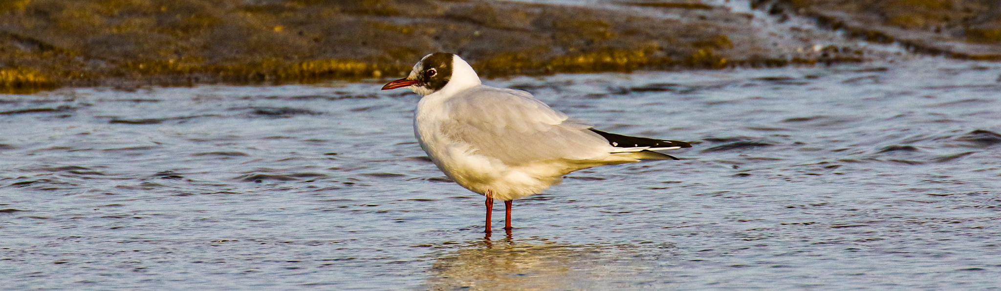 Black headed gull stands in shallow water at South Beach, Skerries, Dublin