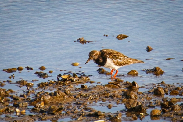 A Turnstone walks along the stoney shoreline at Baldoyle, Dublin, Ireland