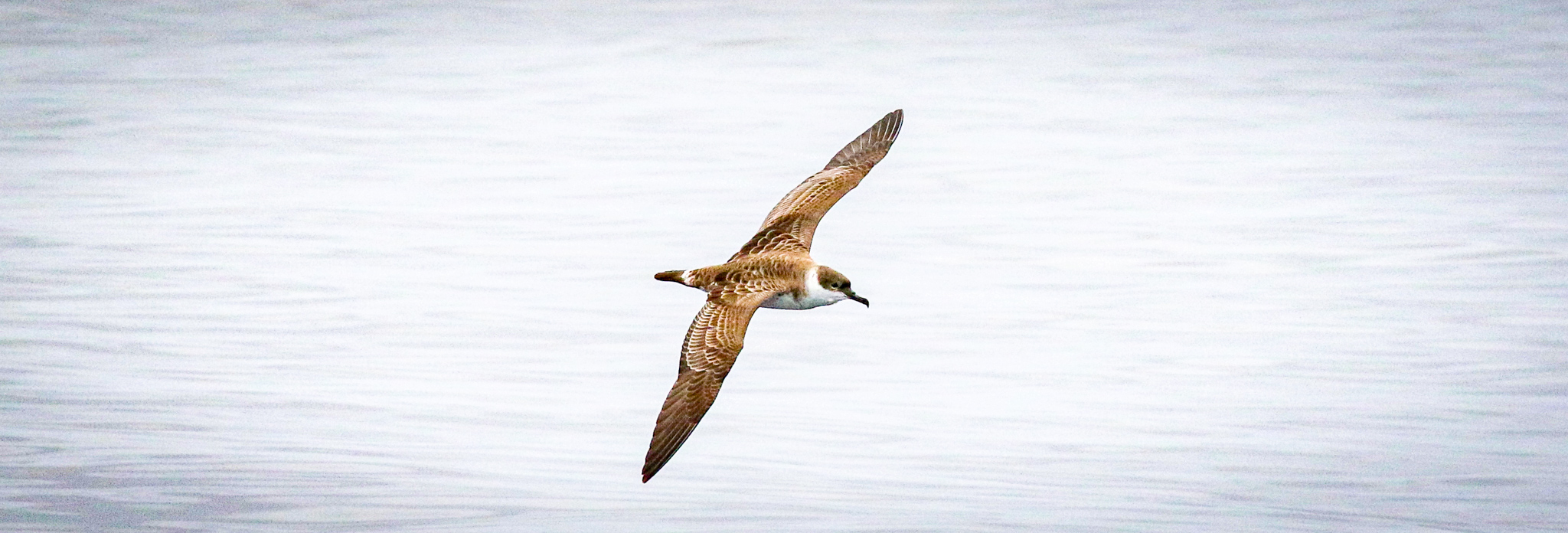 Bird Watching Munster, Birding Sites Munster, Birding Cork
