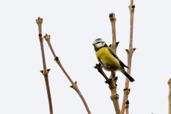 A Blue Tit perched on a branch of a tree