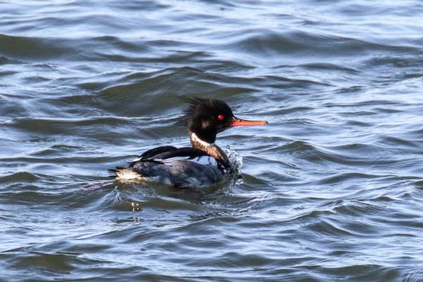 A Red Breasted swims in the estuary in Dungarvan, County Waterford, Ireland
