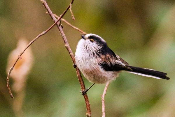A Long-tailed Tit perched on a branch!