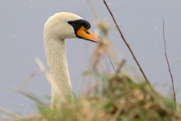 a mUTE sWAN SWIMS ALONG THE SHORE OF A LAKE IN kILDARE