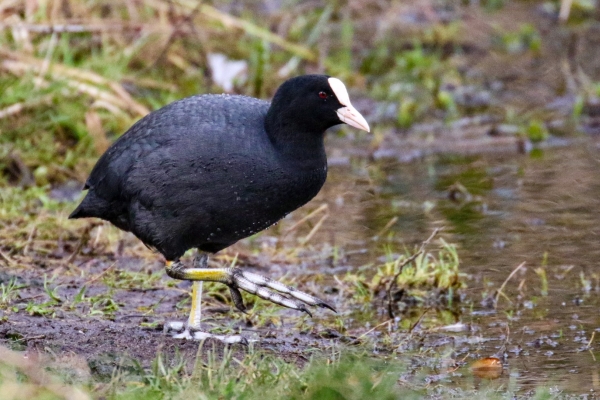 A Coot walking along the bank of a pond