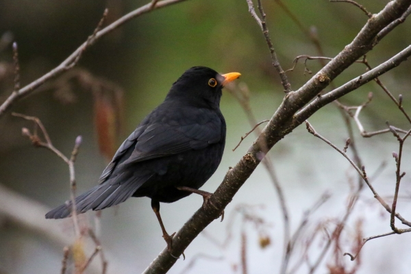 A Blackbird perched in a tree1