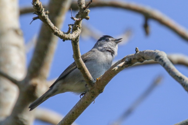 A Blackcap in a tree in winter