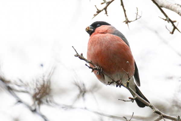 A Bullfinch feeding from a tree
