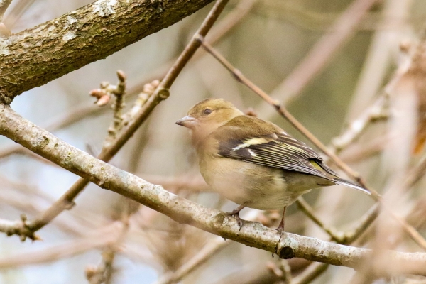 A Chaffinch on a tree branch in winter