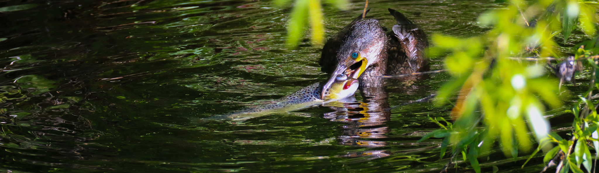 A Cormorant on the Dodder River in Dublin with a large trout
