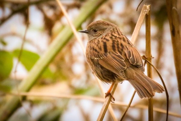 A dunnock perched on a stalk!