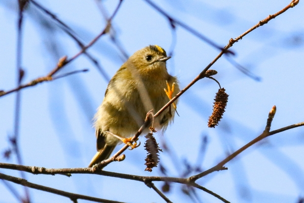 A Goldcrest sits on a tree at Balheary Park, Dublin, Ireland