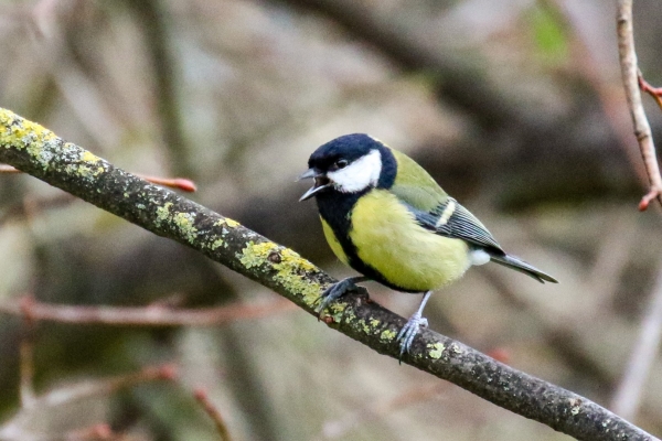 A Great Tit sings from a tree branch