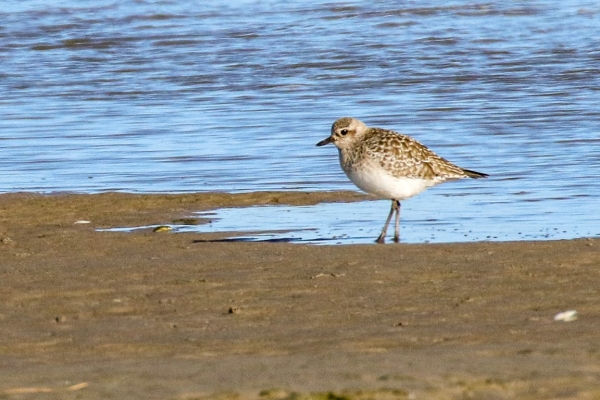 A Grey Plover stands on the shoreline at Bull Island, Dublin
