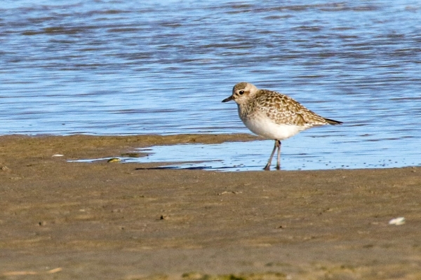 A Grey Plover on the beach at Bull Island, Dublin