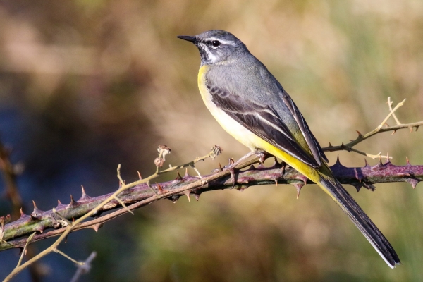 A Grey Wagtail sites on a thorn buah in Spring Sunshine