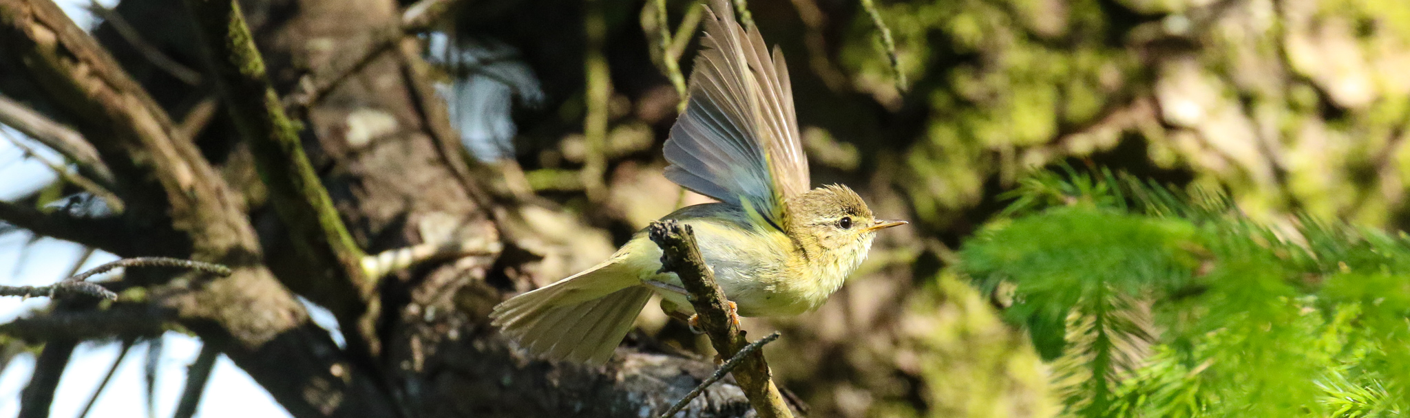 A Chiffchaff in flight at the Hellfire Club, Dublin Mountains, Ireland