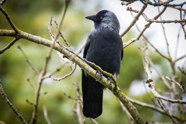 A Jackdaw sits on a branch of a tree