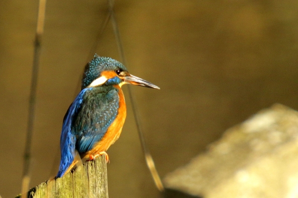 A Kingfisher perched on the bank of the River Liffey at Lucan in Dublin