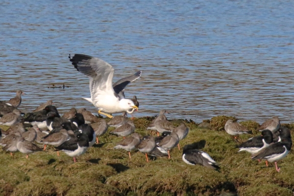 A Lesser Blackback Gull with a sand eel at Annagassan, County Louth, Ireland