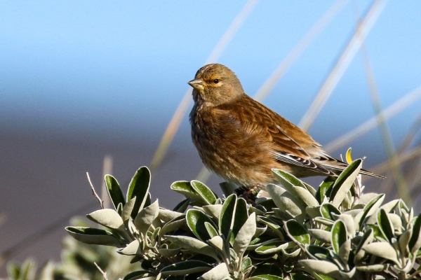 A Linnet sits on a bush at Cahore Marsh, Wexford