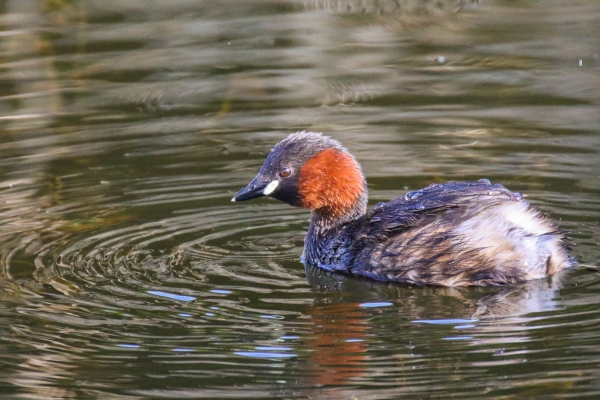 A Little Grebe swims in the lake at Castletown House, Kildare, Ireland
