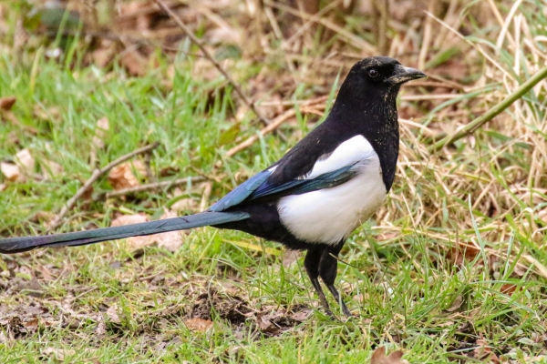 A Magpie standing on a grass bank!