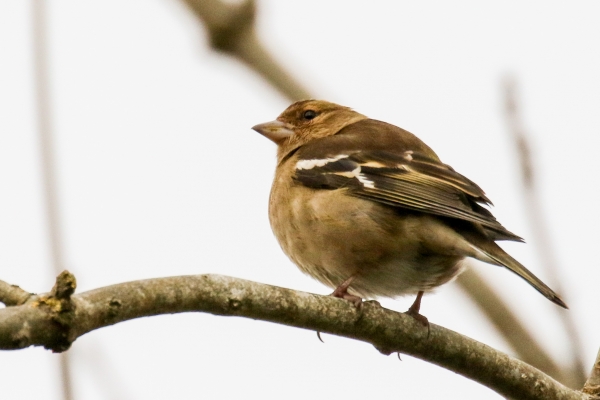 A Chaffinch on a tree branch in winter